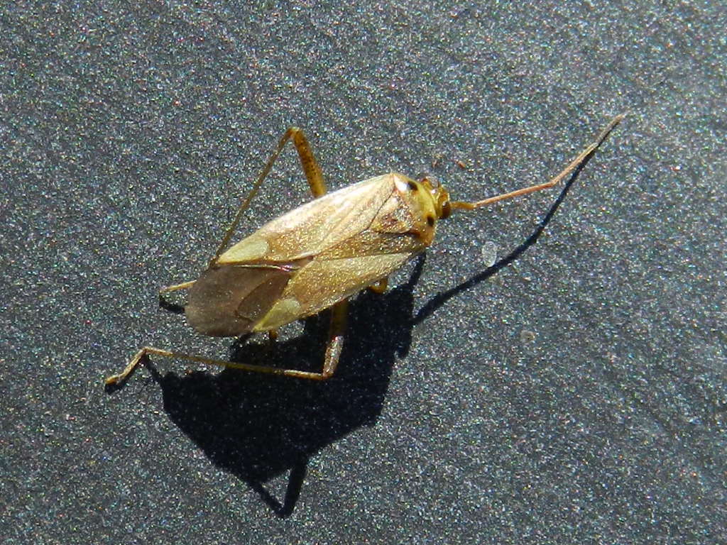 Miridae: Adelphocoris reicheli e A..lineolatus  di Varese